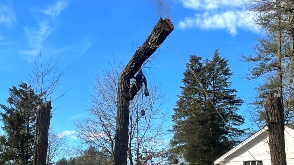 Brothers Tree Service Corp