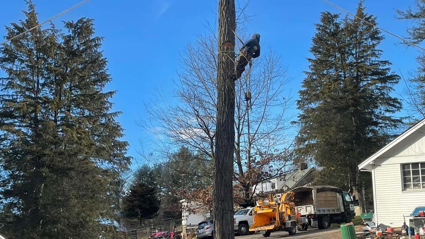 Tree Pruning & Tree Trimming Experts in New York